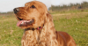 English Cocker Spaniel