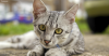 Egyptian Mau