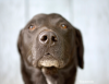 When to Consider Euthanasia for Your Dog or Cat