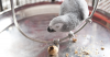 Exotics 101: Picking Your Perfect Pet 