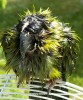 Wet parrot after bath