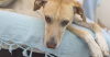 False Pregnancy (Pseudocyesis) in Dogs