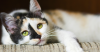 Feline Immunodeficiency Virus