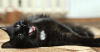 Feline Tooth Resorption