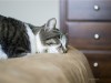 Feline Upper Respiratory Infection
