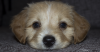 Foreign Body Surgery and the Importance of Puppy Proofing