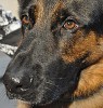 German Shepard