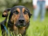Giardia 101