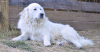 Great Pyrenees