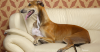 The Greyhound