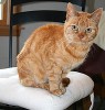 Arthritis in Cats