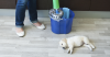 Household Cleaning Products and Your Pet: What You Should Know About