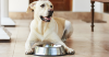 Hypercalcemia in Dogs
