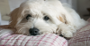 Hypocalcemia in Dogs