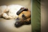 I Have a Constipated Dog, What Should I Do?