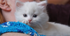 Intussusception and Internal Parasites