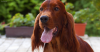 Irish Setter