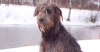 Irish Wolfhound