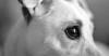 Up close of a scared dog