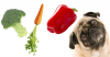 Is It Possible (Or Safe) to Make Your Pet a Vegetarian?