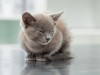 It's Take Your Cat to the Vet Day!