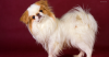 Japanese Chin