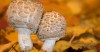 Mushroom 