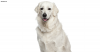 The Kuvasz