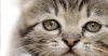 Lead Poisoning in Dogs and Cats