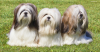 Lhasa Apso