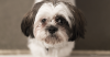 Lung Cancer and Lung Surgery in Dogs