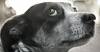 Macrocyclic Lactones: Ivermectin for Dogs