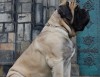 Mastiff
