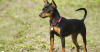 Miniature Pinscher