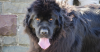 Newfoundland
