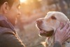 golden retrievers can get hemangiosarcoma