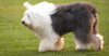 Old English Sheepdog