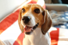 beagle heled by orthopedic ultrasound