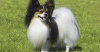 Papillon