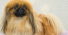 Pekingese