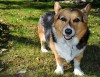 Pembroke Welsh corgi