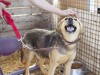 Pet Sitting Options when You're Away for Vacation