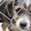 Pet Stores, Puppy Mills and Responsible Dog Adoption