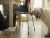 Pets and Special Treats -- Everything in Moderation