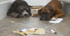 Pica: Why Do Dogs Eat Strange Things?