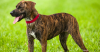 The Plott Hound