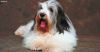 Polish Lowland Sheepdog