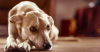 Bacterial Cystitis in Dogs