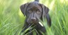 10 Facts About Lyme Disease