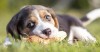 7 Simple Safety Tips Before You Buy Your Next New Dog Toy